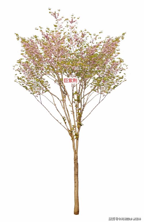 24种 四季春 系列紫荆树苗木产品,助力打造精美紫荆园